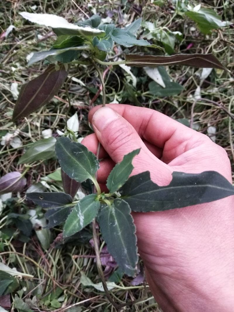 肺型草中草药，全草类烤房烘干