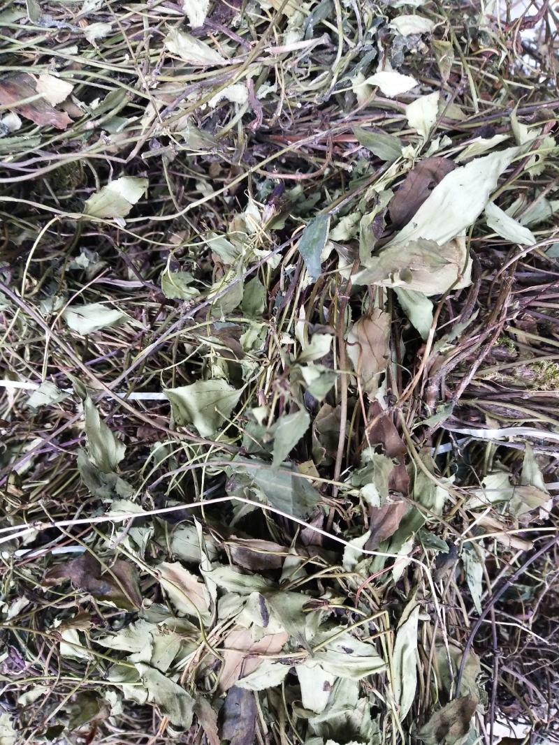 肺型草中草药，全草类烤房烘干