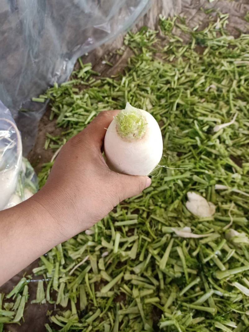 大量供应白萝卜，质量有保障，欢迎来电咨询。