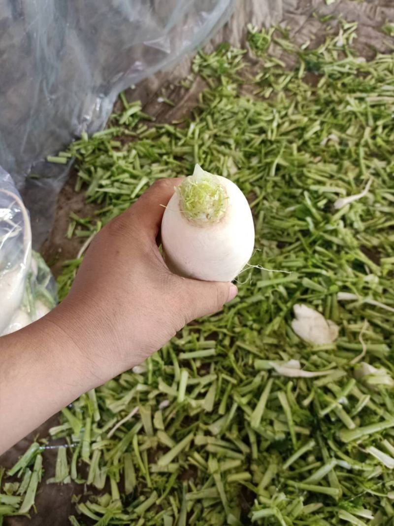 大量供应白萝卜，质量有保障，欢迎来电咨询。