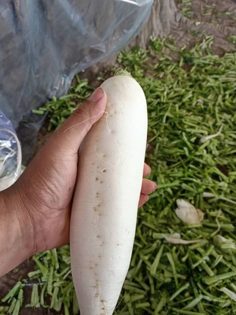 大量供应白萝卜，质量有保障，欢迎来电咨询。