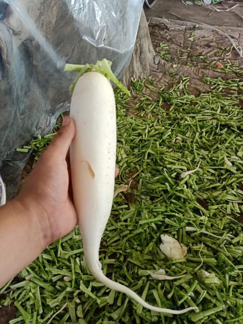 大量供应白萝卜，质量有保障，欢迎来电咨询。