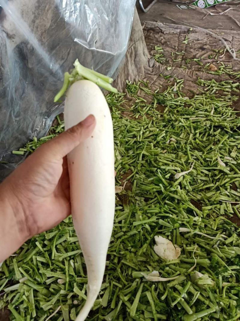 大量供应白萝卜，质量有保障，欢迎来电咨询。