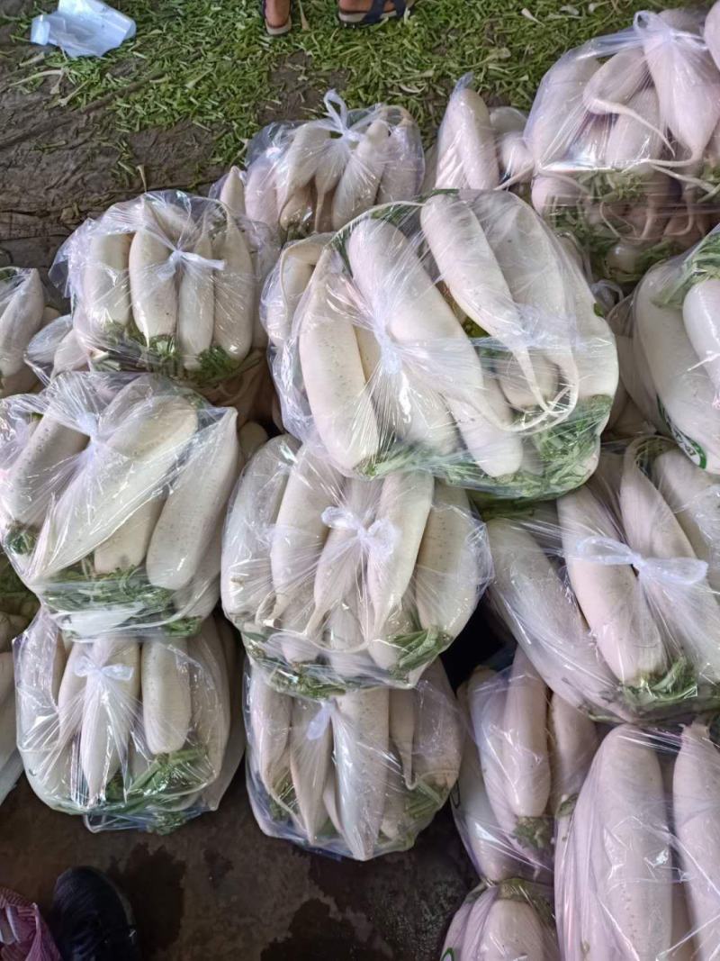 大量供应白萝卜，质量有保障，欢迎来电咨询。