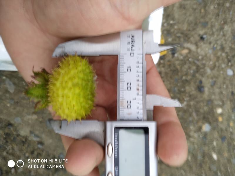 干果刺梨正宗刺梨，甘甜可口，水分足，饱满，香甜，泡茶