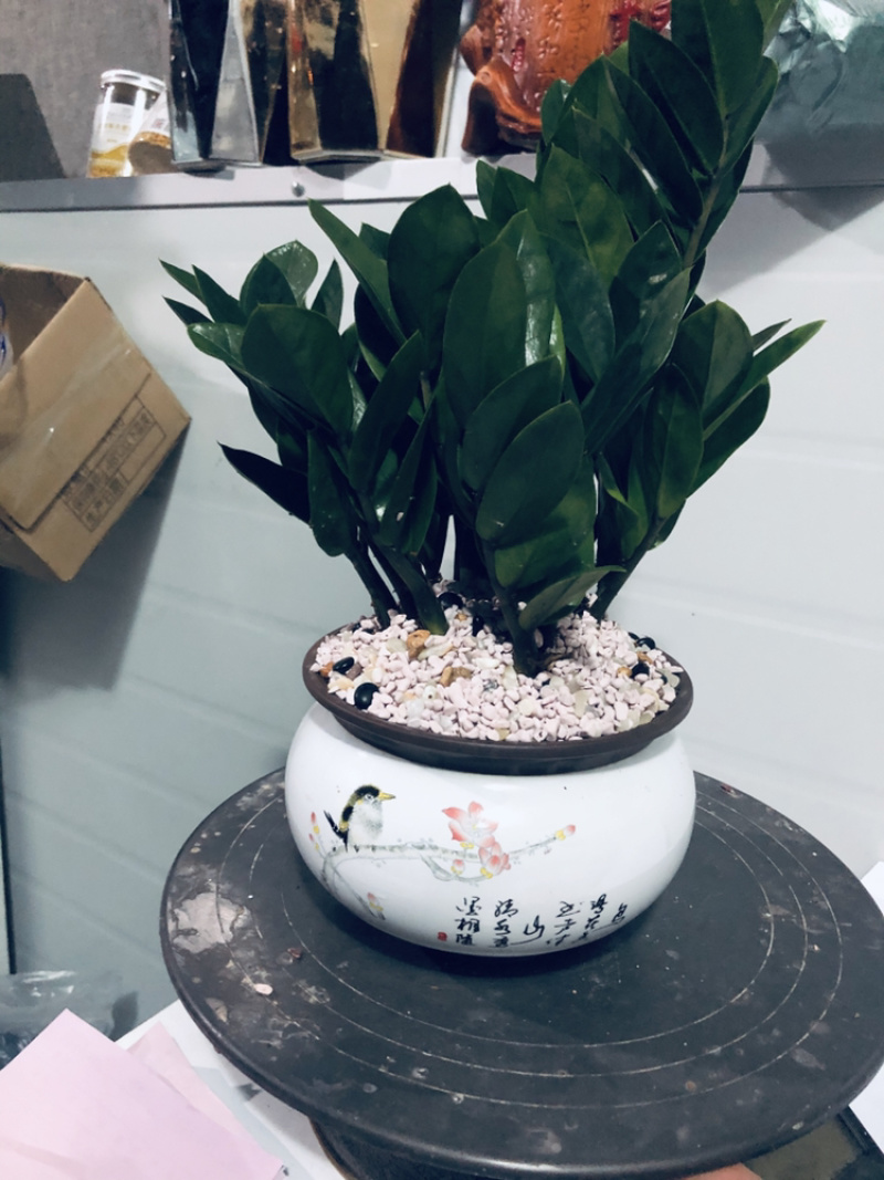 金钱树组盆，特级，好好先生园艺，，，，，，，，，，，，，