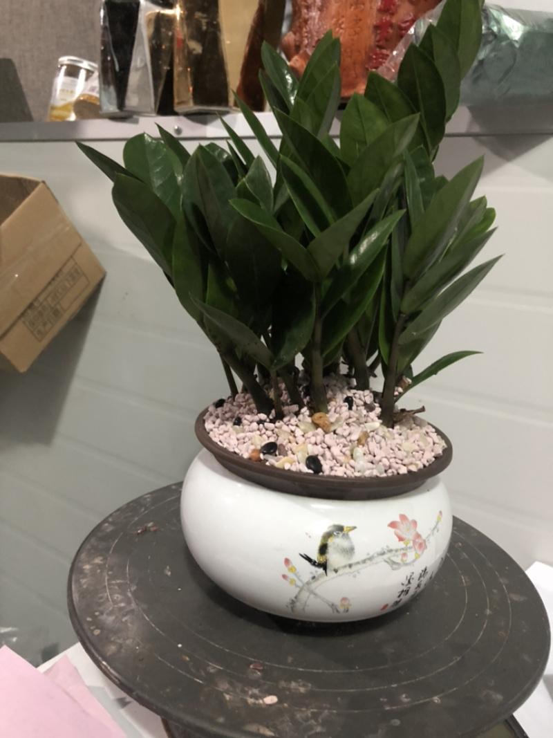 金钱树组盆，特级，好好先生园艺，，，，，，，，，，，，，