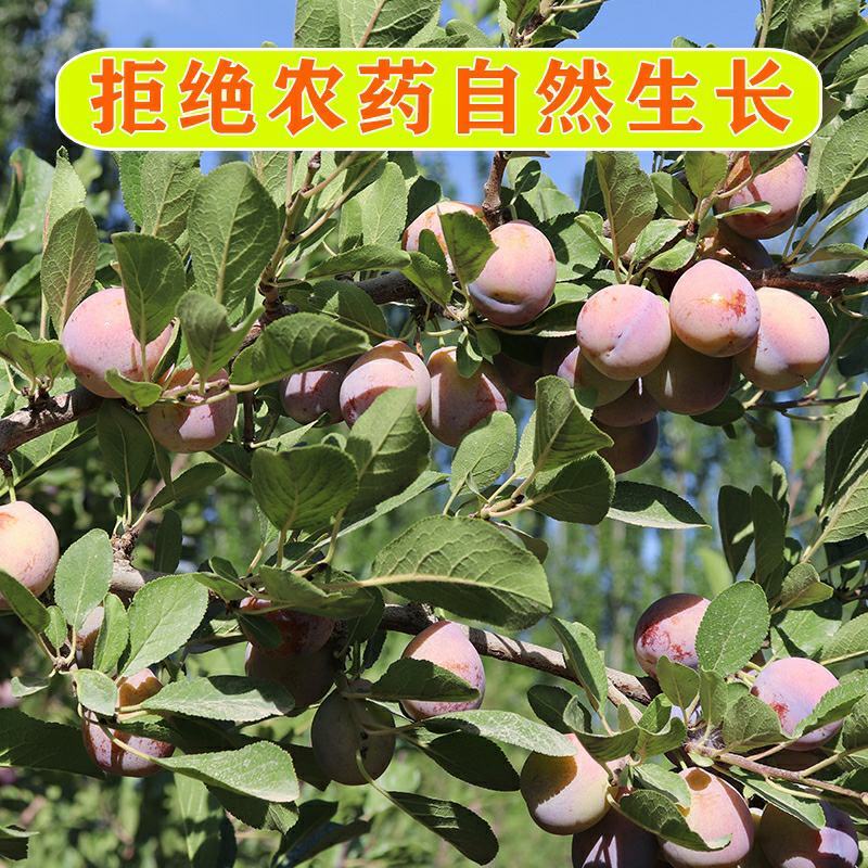 新疆喀什优质法兰西纯甜西梅非蓝色理查德西梅