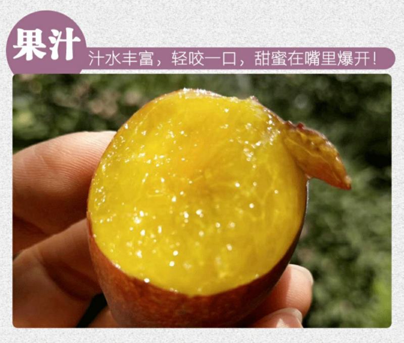 新疆喀什优质法兰西纯甜西梅非蓝色理查德西梅
