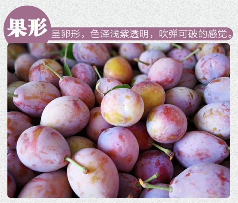 新疆喀什优质法兰西纯甜西梅非蓝色理查德西梅