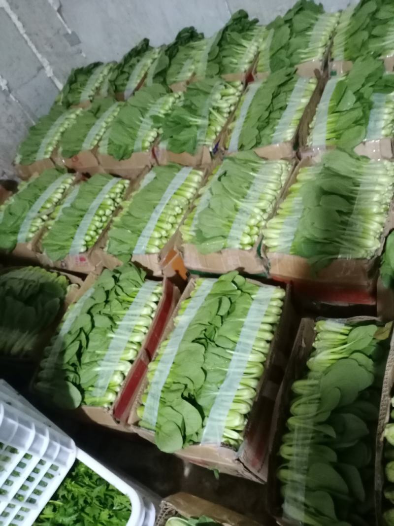 上海青精品，产地一手货源欢迎你的到来诚心合作，