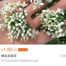 精品大朵韭菜花无瞎花