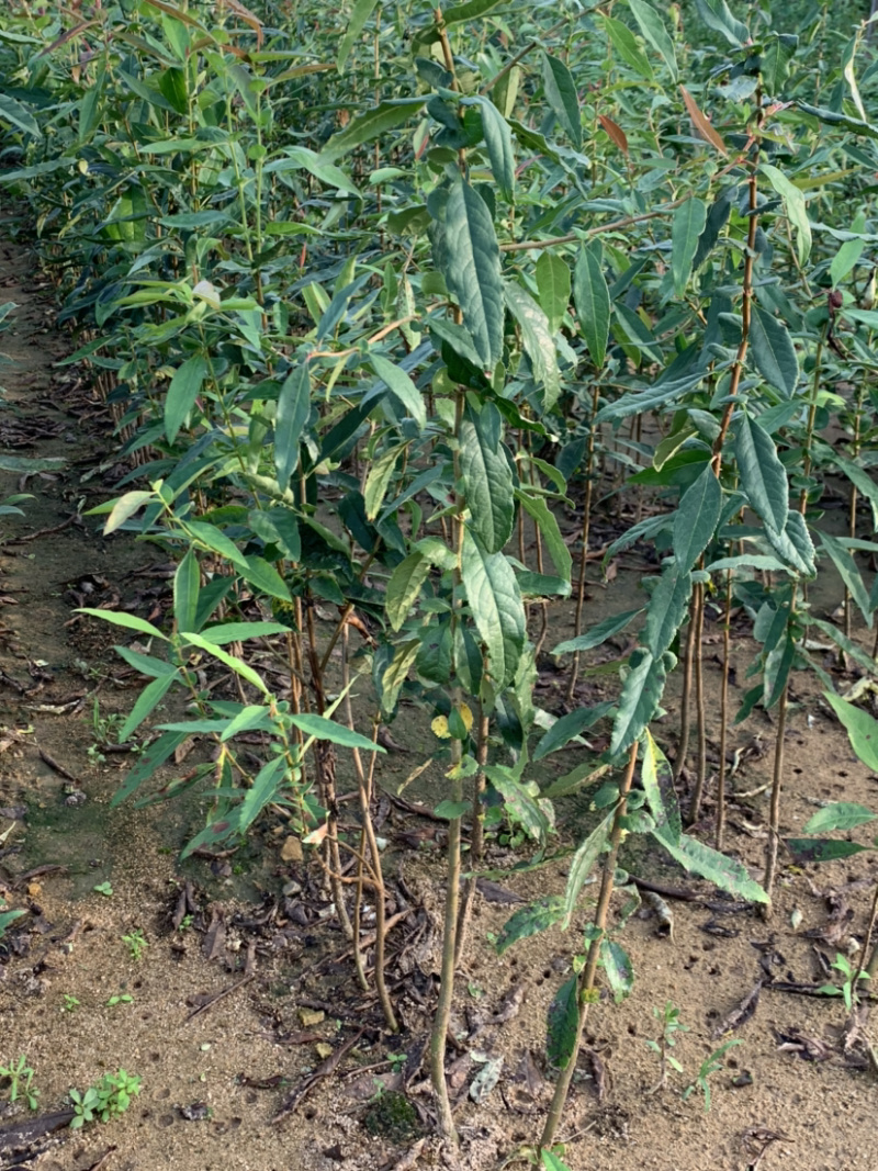苹果苗，苹果砧木，海棠苗，黄金维纳斯，爱妃苹果苗