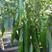 尖椒种子，尖椒又叫牛角椒，产量高耐热耐寒，一袋1000粒