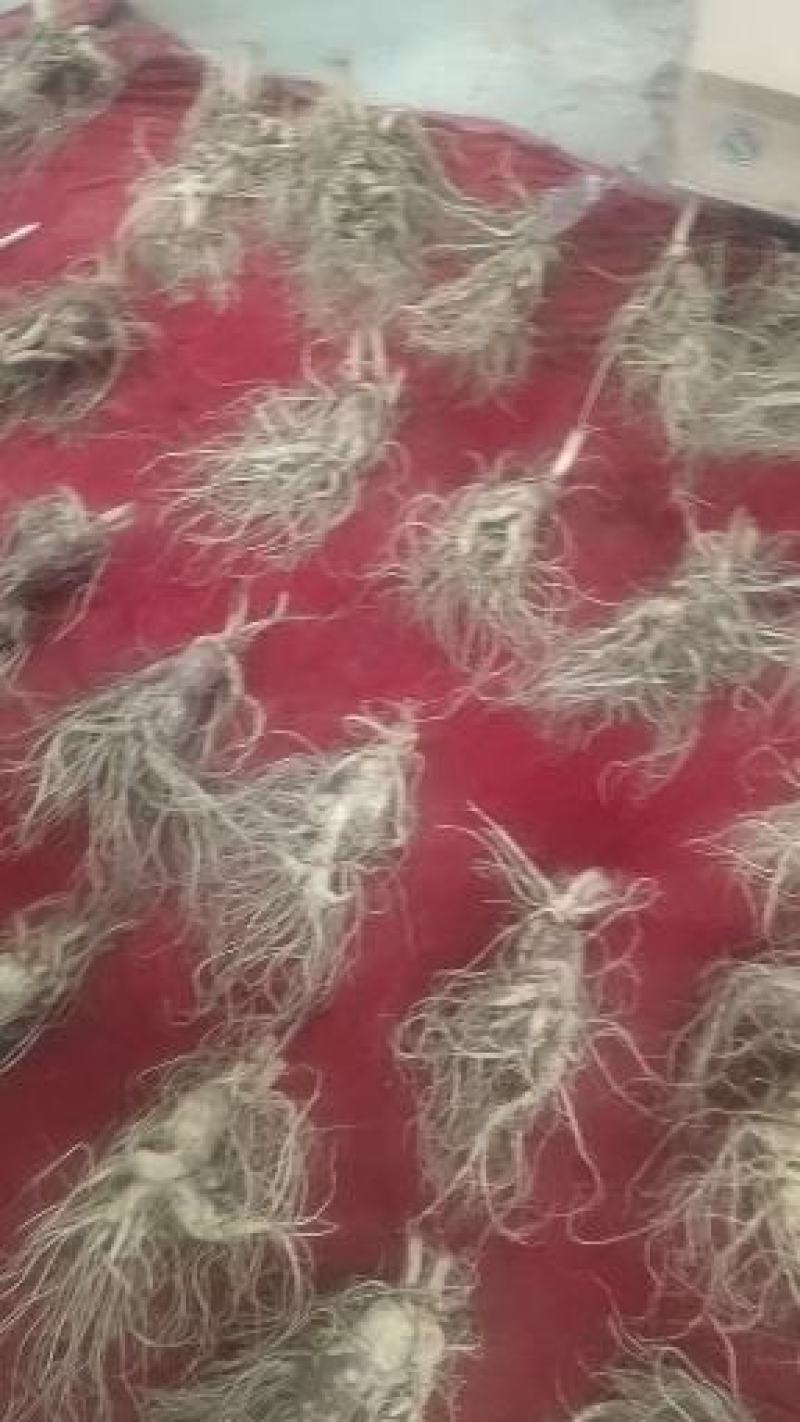 特级鲜水参4两多的皮毛好送人经济实惠