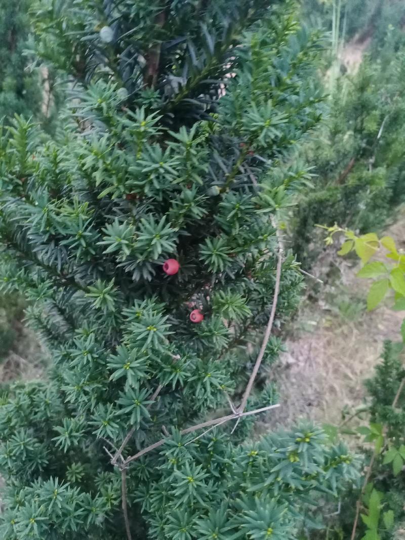 10年挂果精品红豆杉