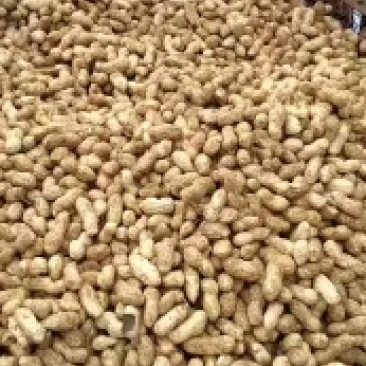 大量供应鲜花生，质量高价格低