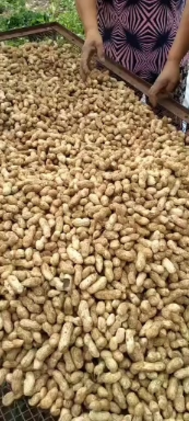 大量供应鲜花生，质量高价格低