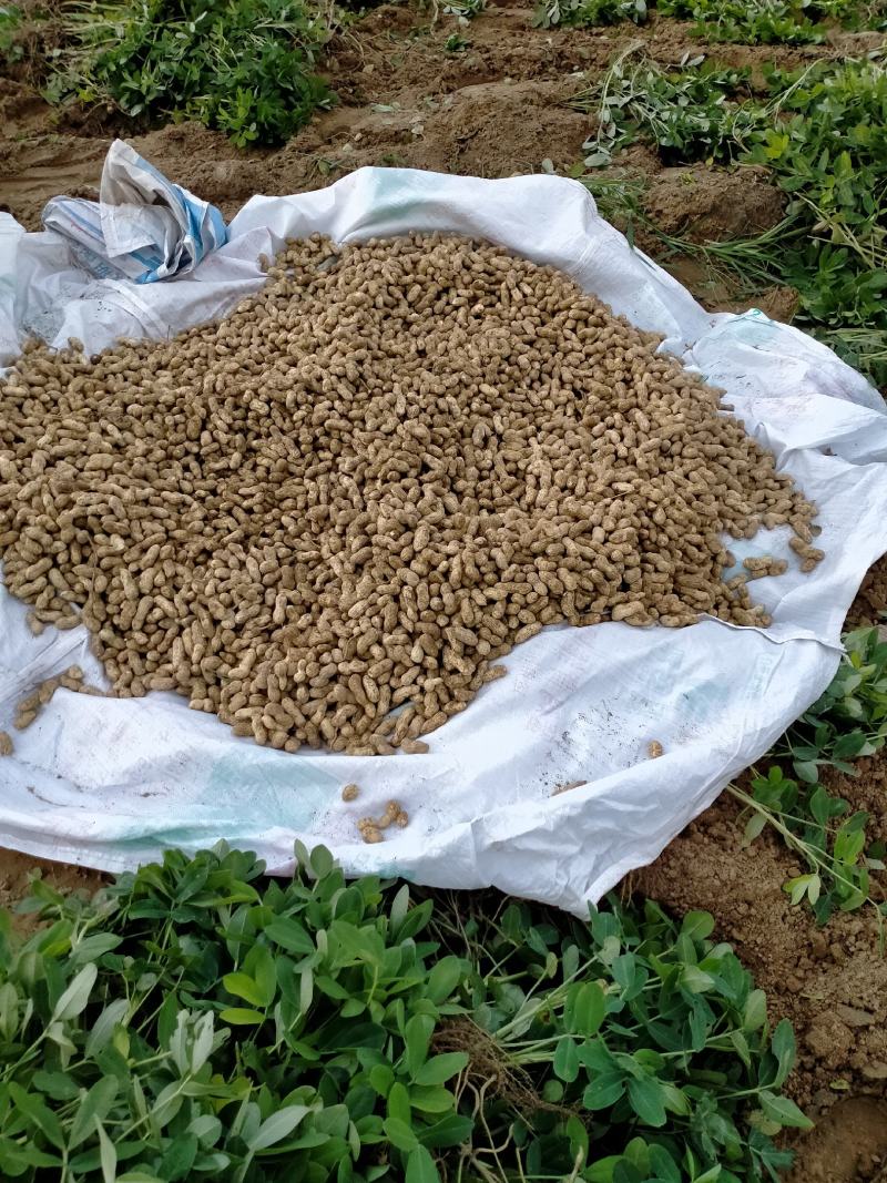 大量供应鲜花生，质量高价格低