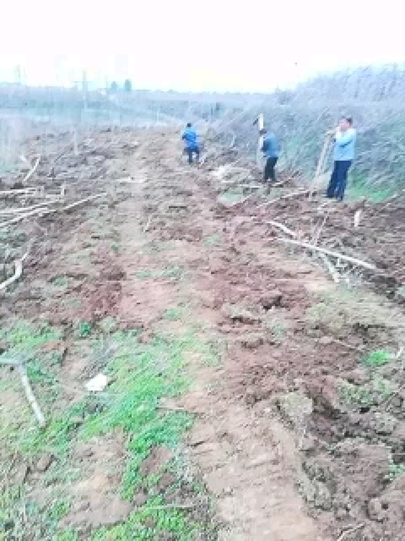 桃树，供五万棵成品丰果期的占地桃树，梨树裸根，土球匀可