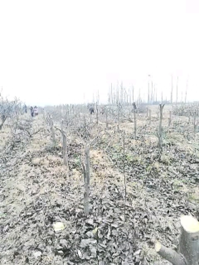 桃树，供五万棵成品丰果期的占地桃树，梨树裸根，土球匀可