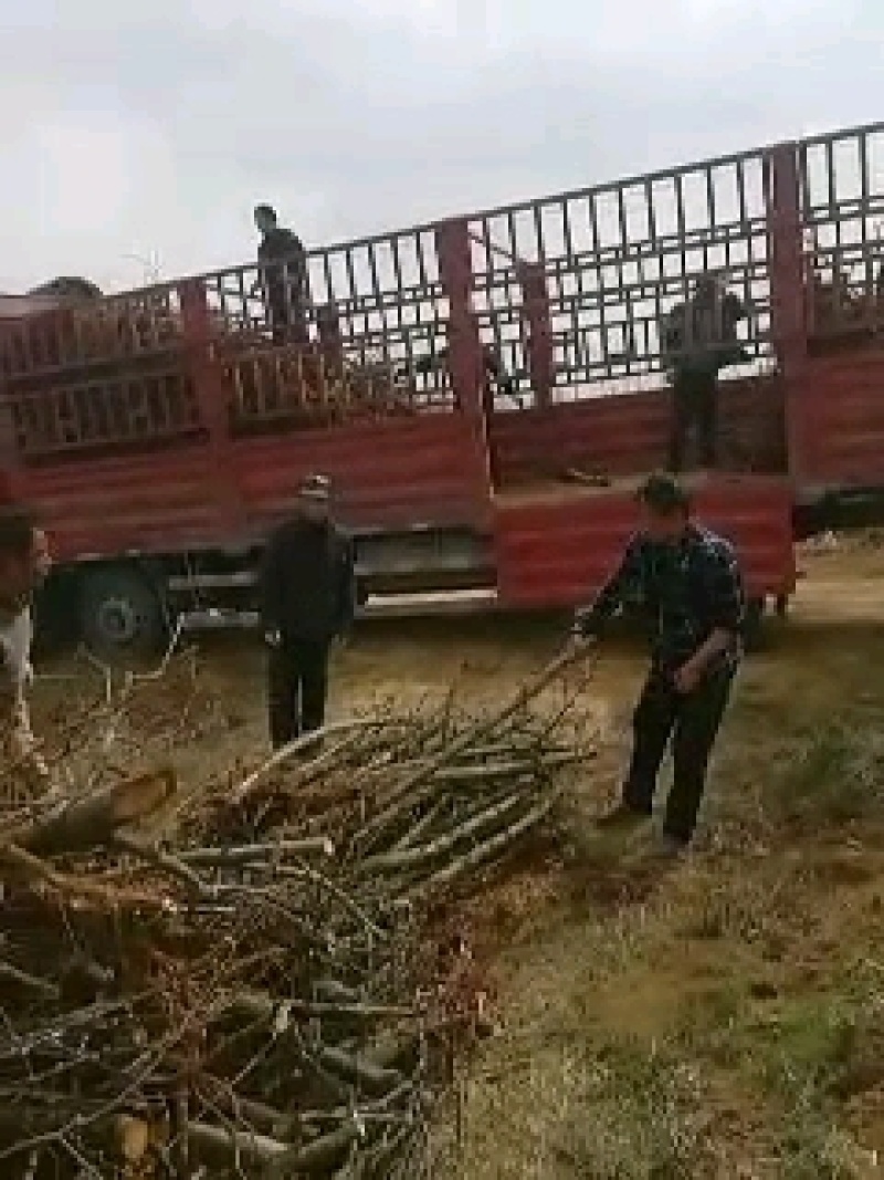 桃树，供五万棵成品丰果期的占地桃树，梨树裸根，土球匀可