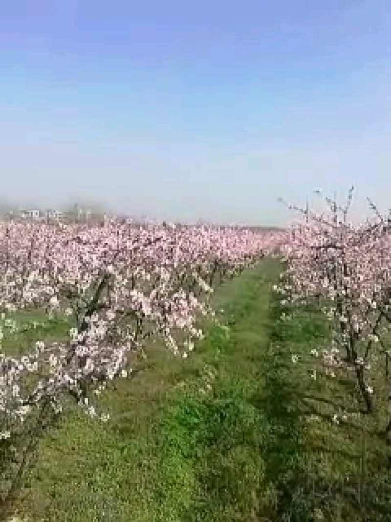 桃树，供五万棵成品丰果期的占地桃树，梨树裸根，土球匀可