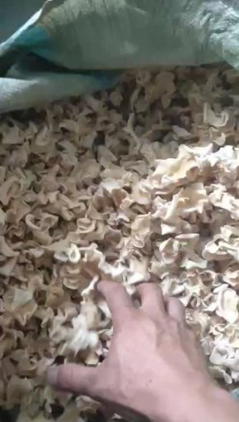 白玉菇白玉木耳一级，五斤包邮，口感好，营养丰富，