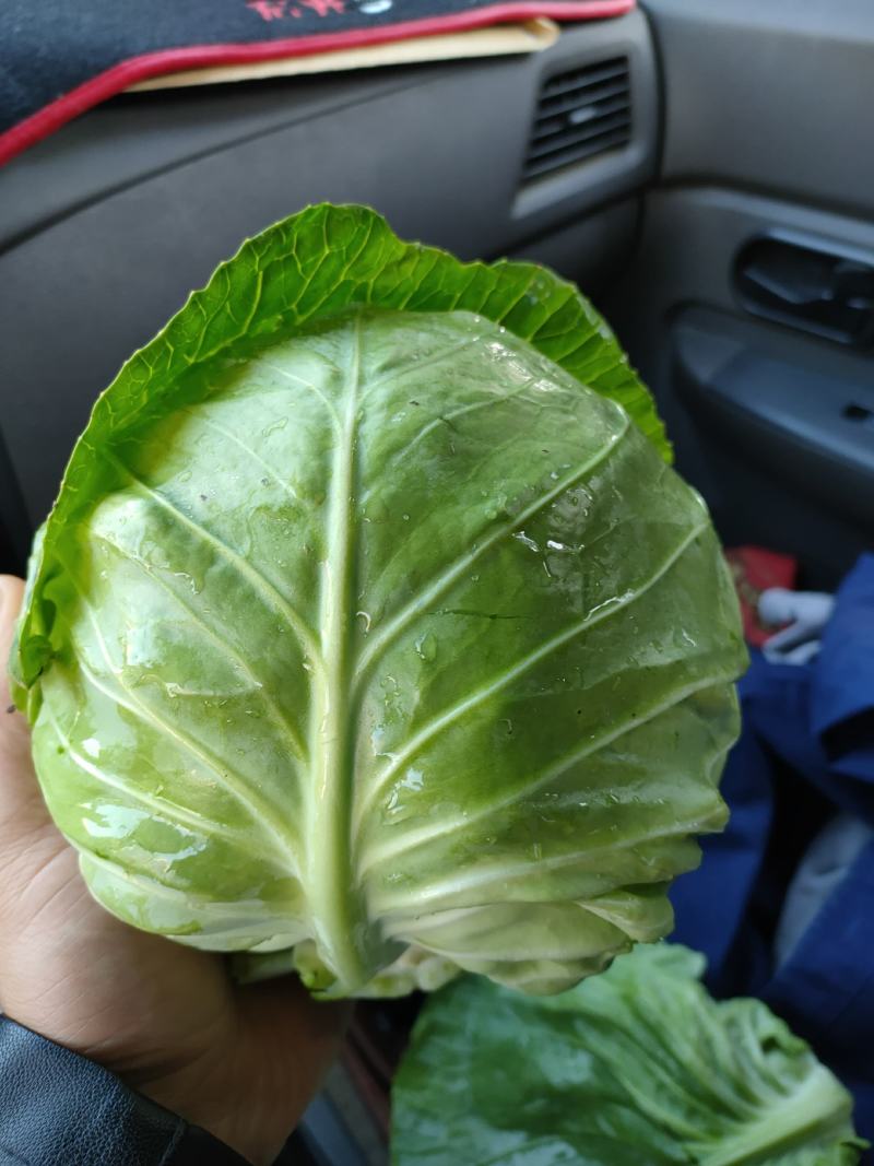 绿甘蓝高山绿色太白甘蓝