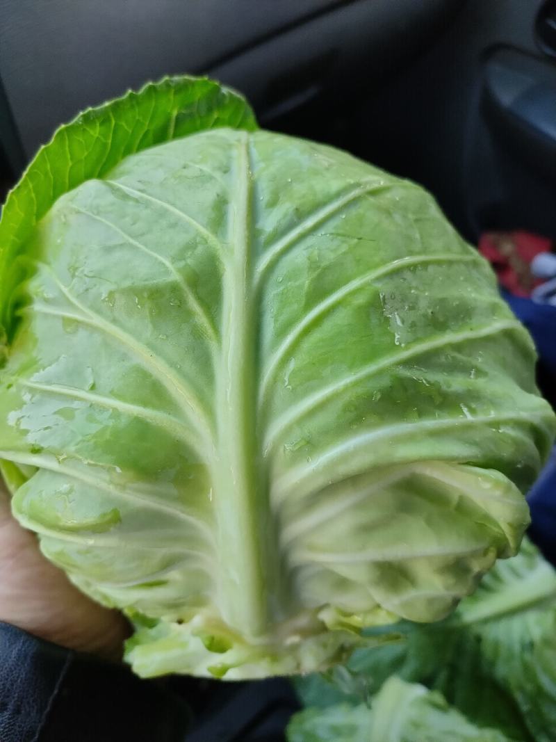 绿甘蓝高山绿色太白甘蓝