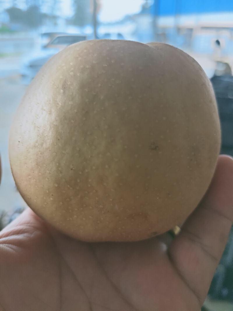 园黄梨，大量上市，品质好，梨中精品，皮薄个头大，香甜可口