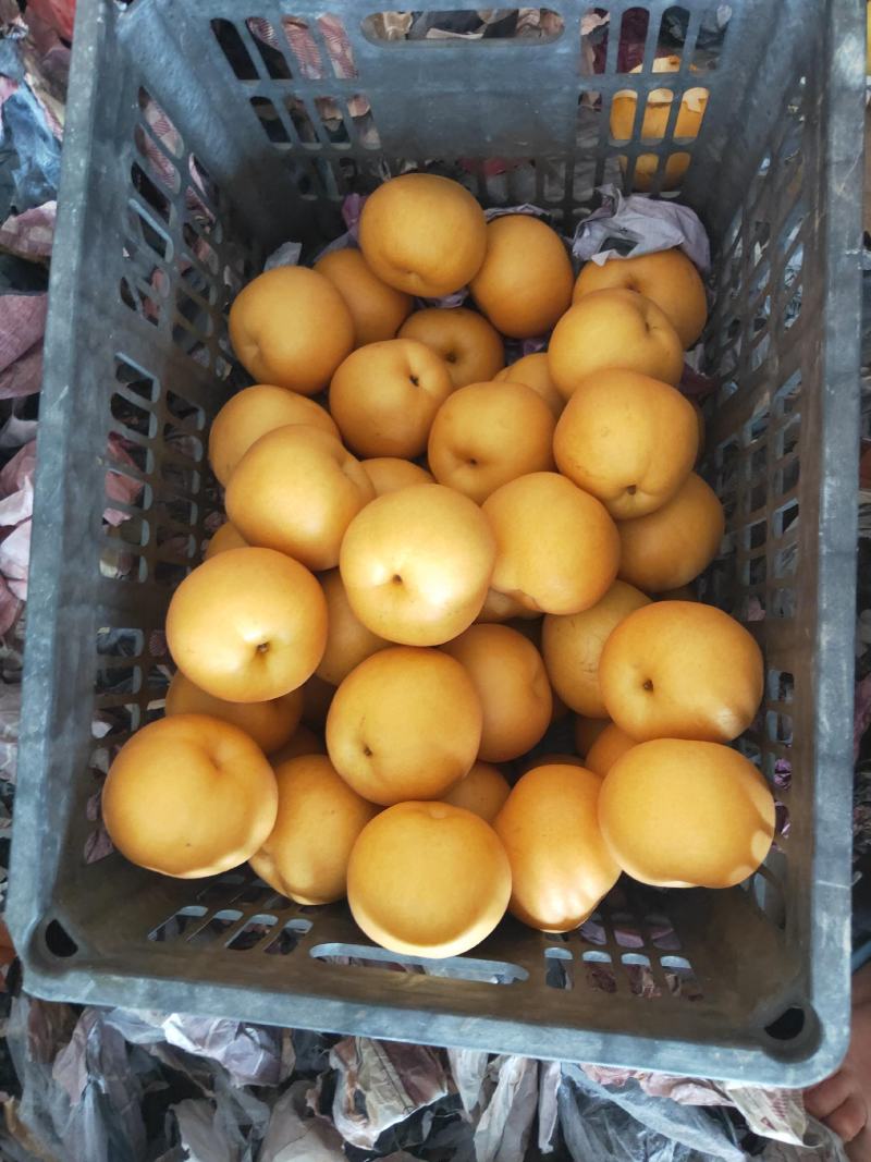 园黄梨，大量上市，品质好，梨中精品，皮薄个头大，香甜可口