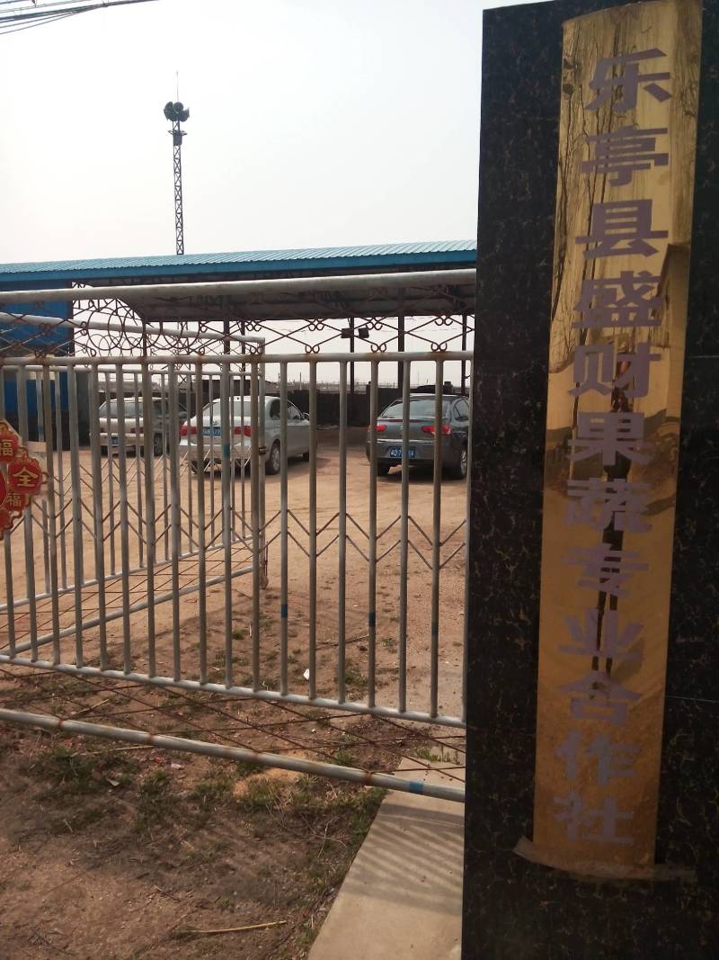 河北特产巨红苹果，甜度高于美八等其他苹果