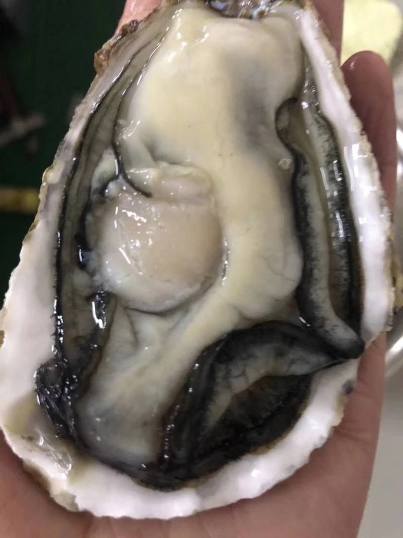 精品生蚝鲜活发货各规格齐全