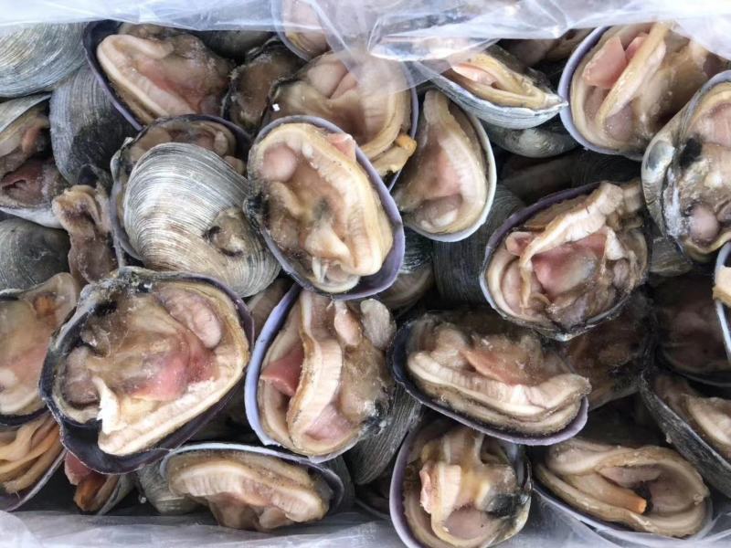 新鲜天鹅蛋鲜活海捕大蛤蜊天鹅蛋海鲜