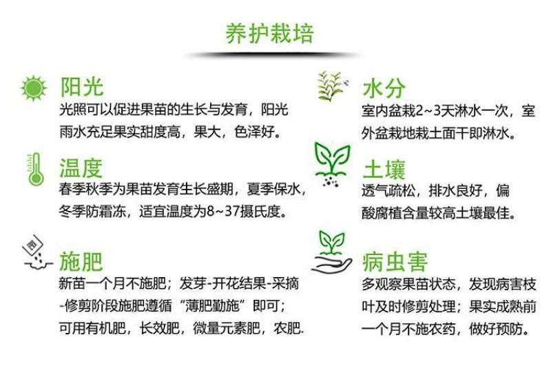 【新品种】西梅李子果树苗恐龙蛋李子苗包成活包品种基地直发