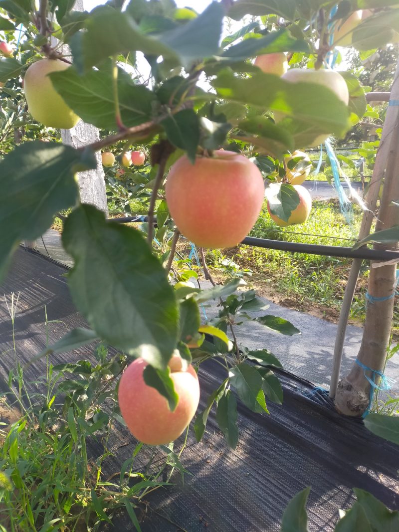 陕西嘎啦苹果大量上市
