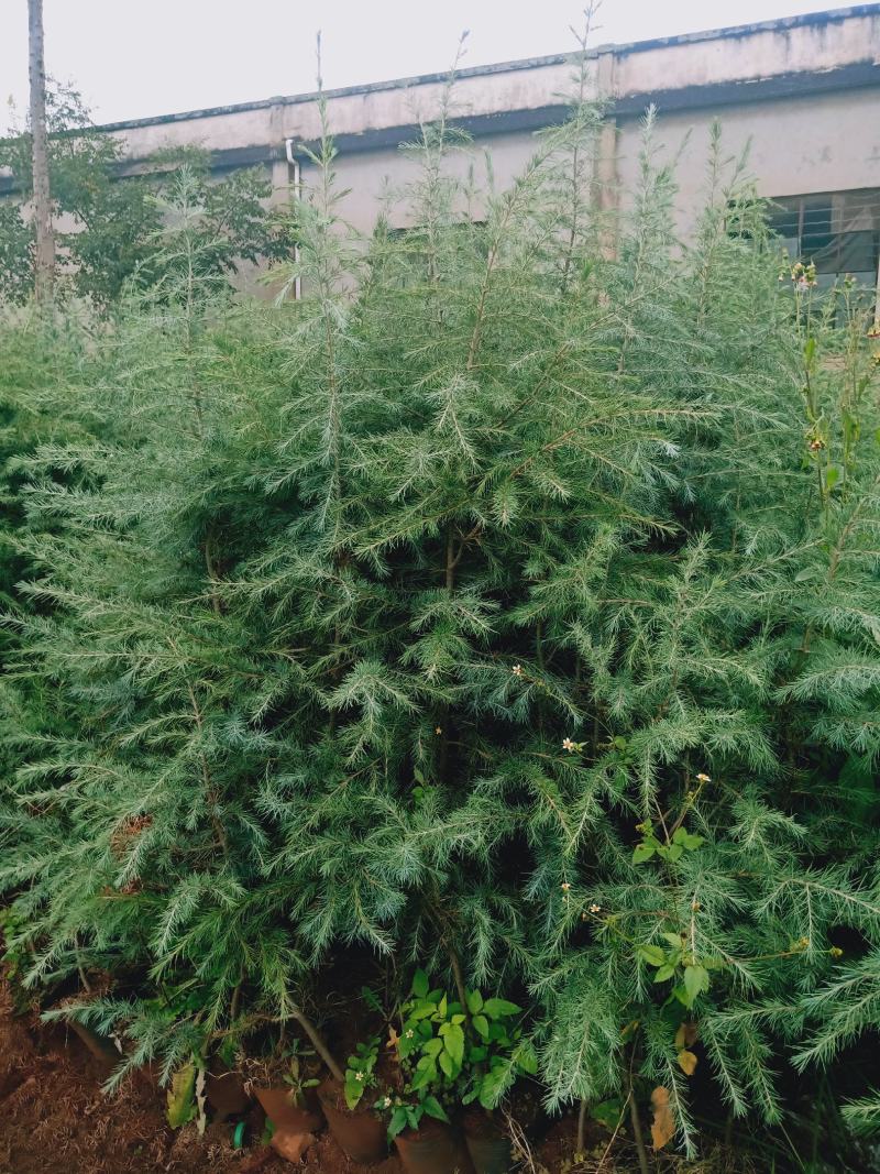 雪松，有现货，大小规格都有，要的客户联系我