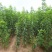 嫁接新品种冰糖樱桃苗特大盆栽地栽南北方四季种植果树丰产当