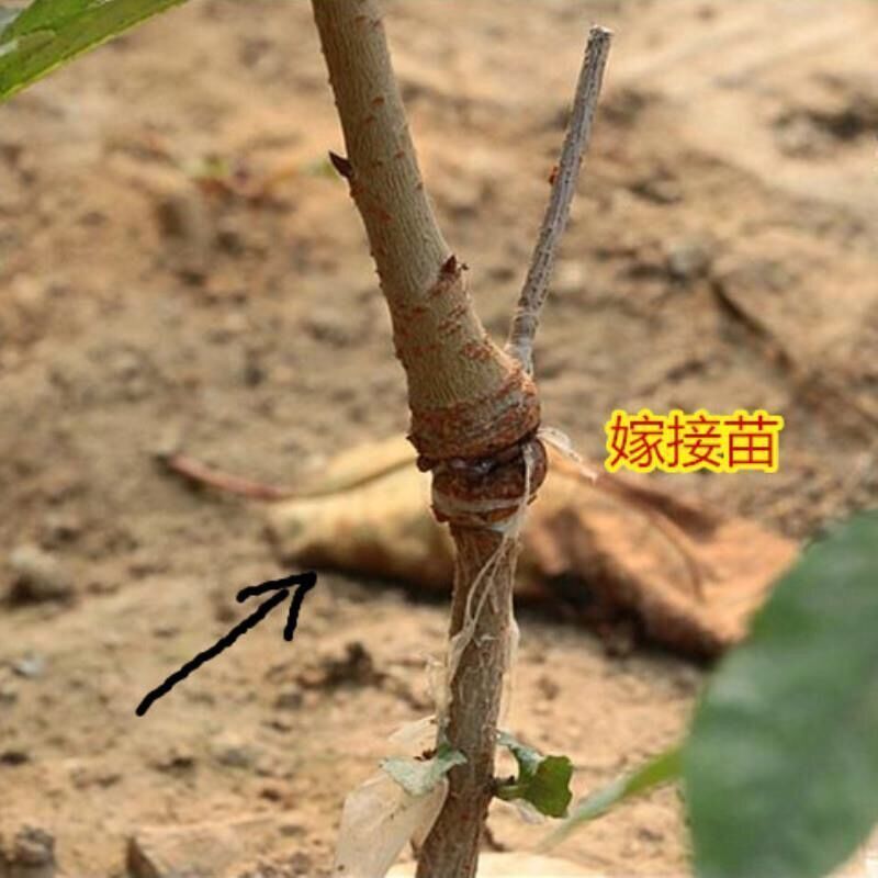 嫁接新品种冰糖樱桃苗特大盆栽地栽南北方四季种植果树丰产当