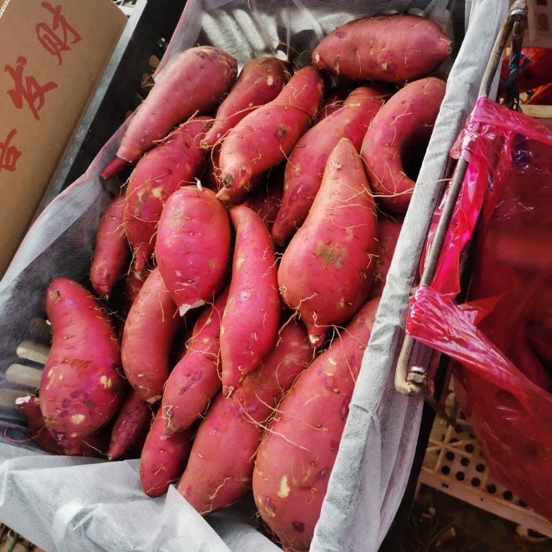 商薯19产地直供大量现货口感干面货源充足量大从优
