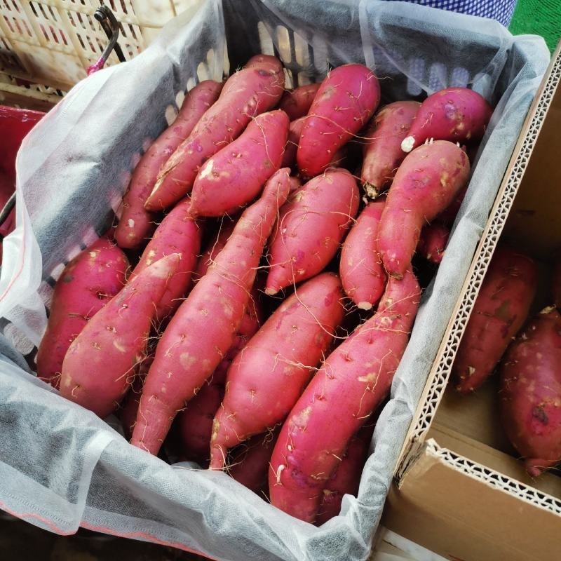 商薯19产地直供大量现货口感干面货源充足量大从优