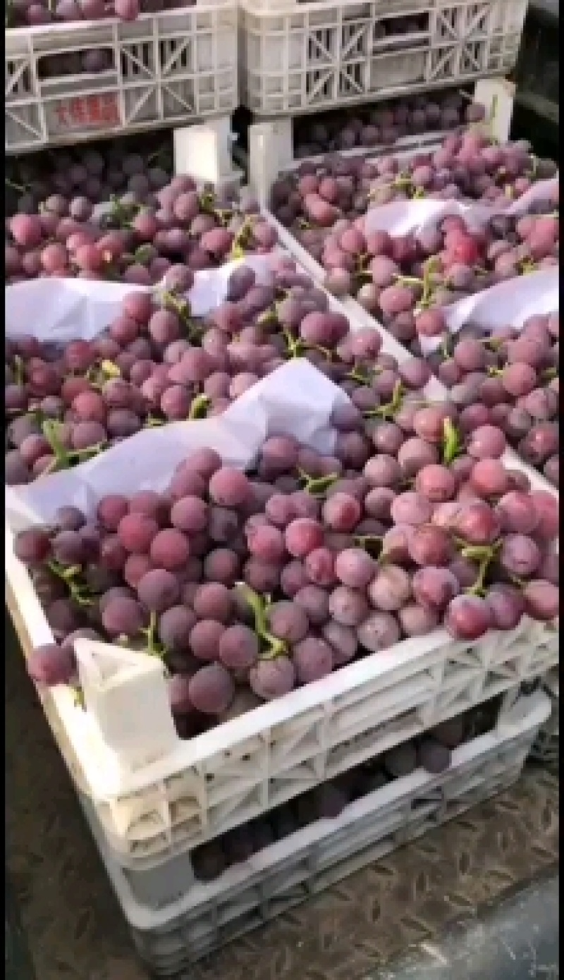 威县优质巨峰葡萄大量上市