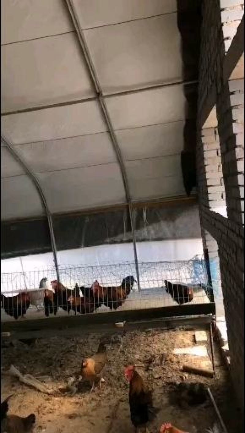 养猪大棚价格，养鹅大棚规格，养鸡大棚造价，养殖大棚设计