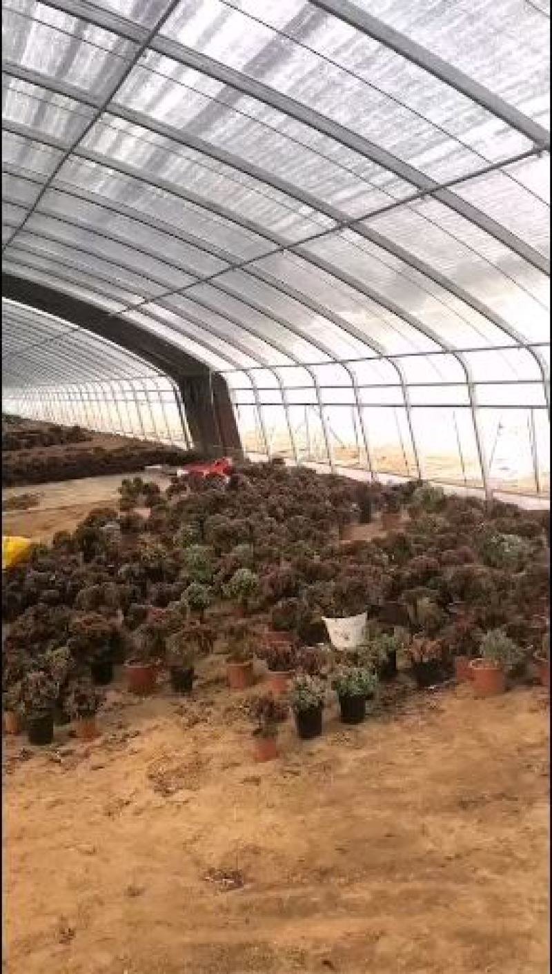 养猪大棚价格，养鹅大棚规格，养鸡大棚造价，养殖大棚设计