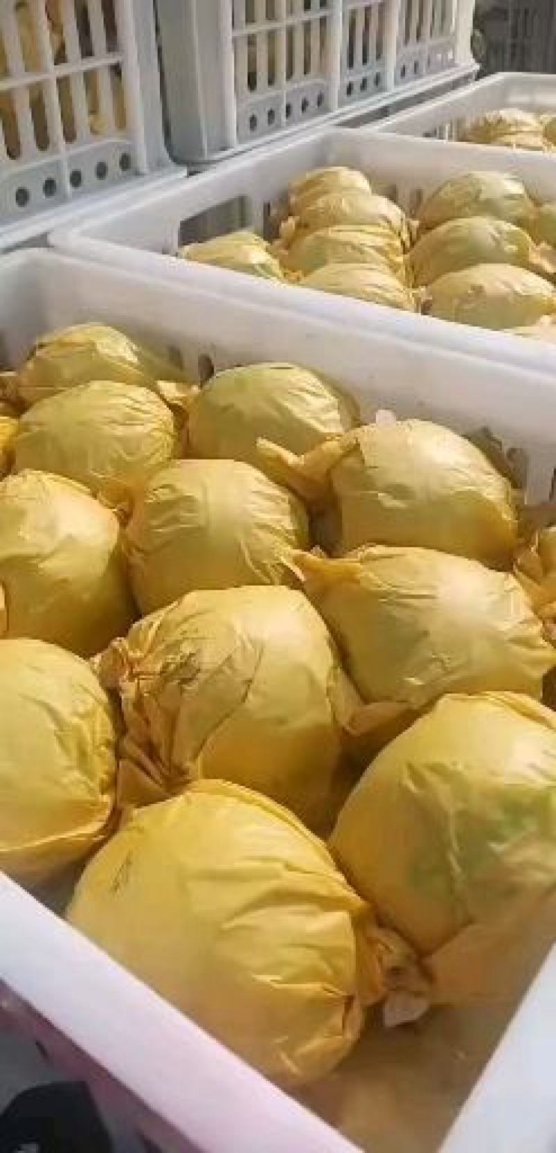 套袋青皇冠梨，现在进入中期口感好个头大