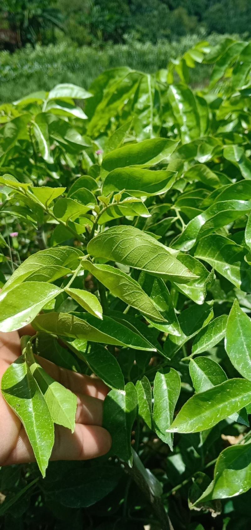 紫肉黄皮苗，新品种，价格高，种植前景好。品种纯正价格优惠