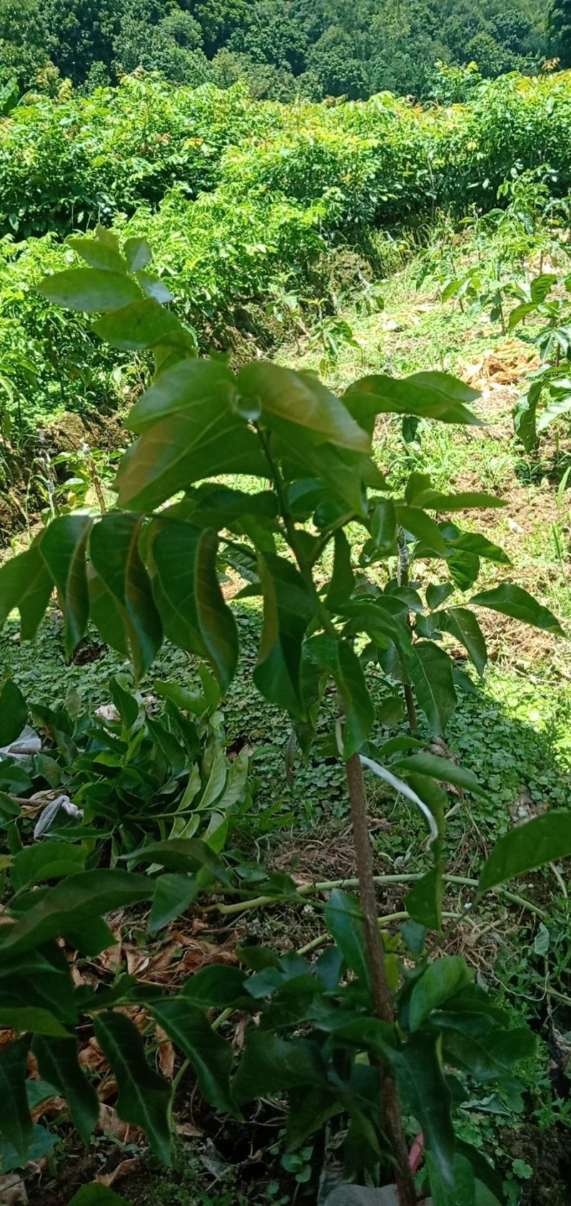 紫肉黄皮苗，新品种，价格高，种植前景好。品种纯正价格优惠