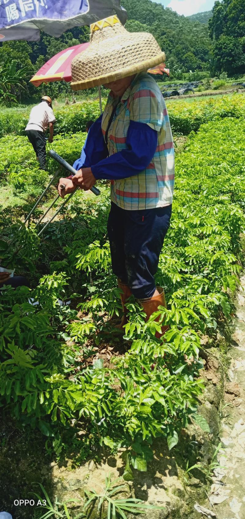 紫肉黄皮苗，新品种，价格高，种植前景好。品种纯正价格优惠