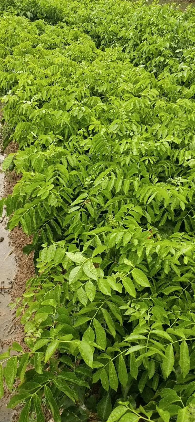 紫肉黄皮苗，新品种，价格高，种植前景好。品种纯正价格优惠